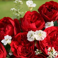 Heirloom Roses Out Of Rosenheim™ Best