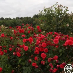 Heirloom Roses Out Of Rosenheim™ Best
