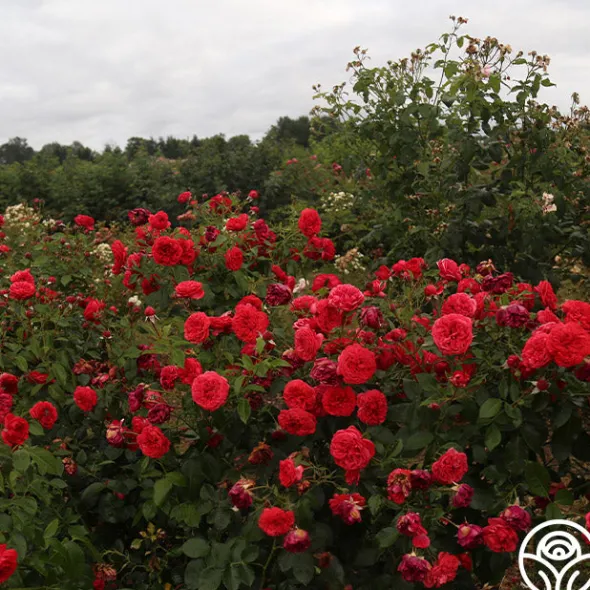 Heirloom Roses Out Of Rosenheim™ Best