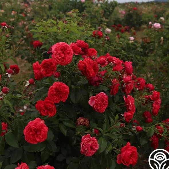 Heirloom Roses Out Of Rosenheim™ Best