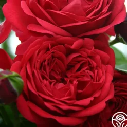 Heirloom Roses Out Of Rosenheim™ Best