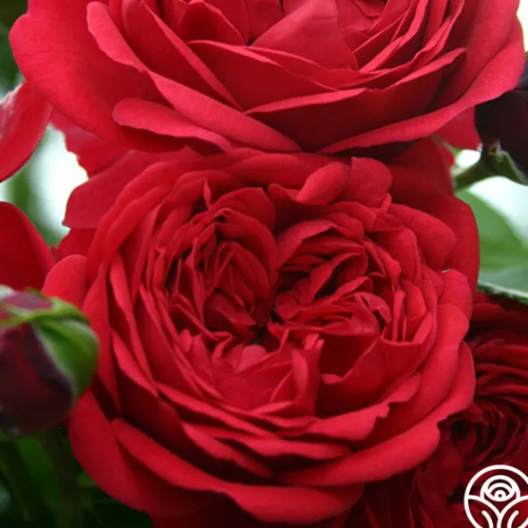 Heirloom Roses Out Of Rosenheim™ Best