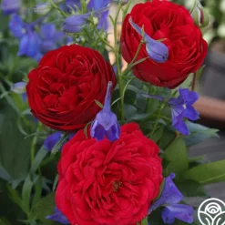 Heirloom Roses Out Of Rosenheim™ Best