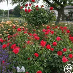 Heirloom Roses Out Of Rosenheim™ Best