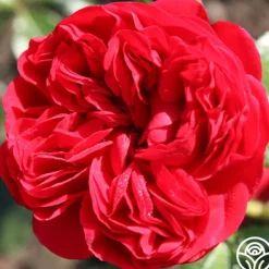 Heirloom Roses Out Of Rosenheim™ Best