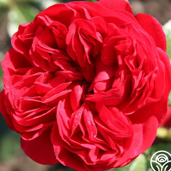 Heirloom Roses Out Of Rosenheim™ Best