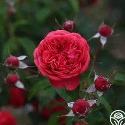 Heirloom Roses Out Of Rosenheim™ Best