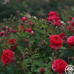 Heirloom Roses Out Of Rosenheim™ Best