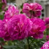 Heirloom Roses Outta The Blue Best