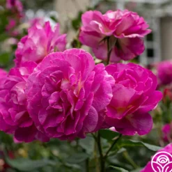 Heirloom Roses Outta The Blue Best