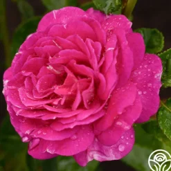 Heirloom Roses Outta The Blue Best