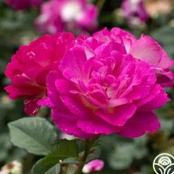 Heirloom Roses Outta The Blue Best
