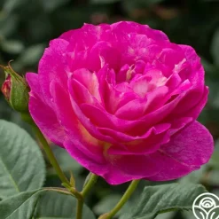 Heirloom Roses Outta The Blue Best