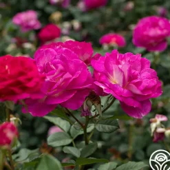 Heirloom Roses Outta The Blue Best