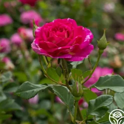 Heirloom Roses Outta The Blue Best