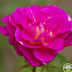 Heirloom Roses Outta The Blue Best