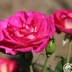 Heirloom Roses Outta The Blue Best