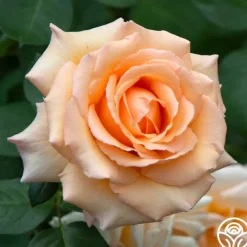 Heirloom Roses Over The Moon™ New