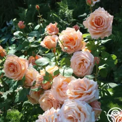 Heirloom Roses Over The Moon™ New