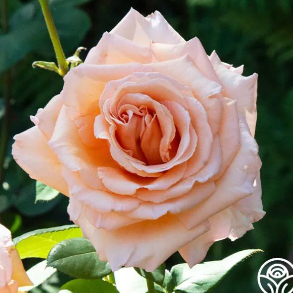 Heirloom Roses Over The Moon™ New