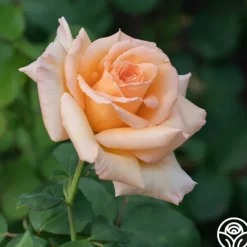 Heirloom Roses Over The Moon™ New