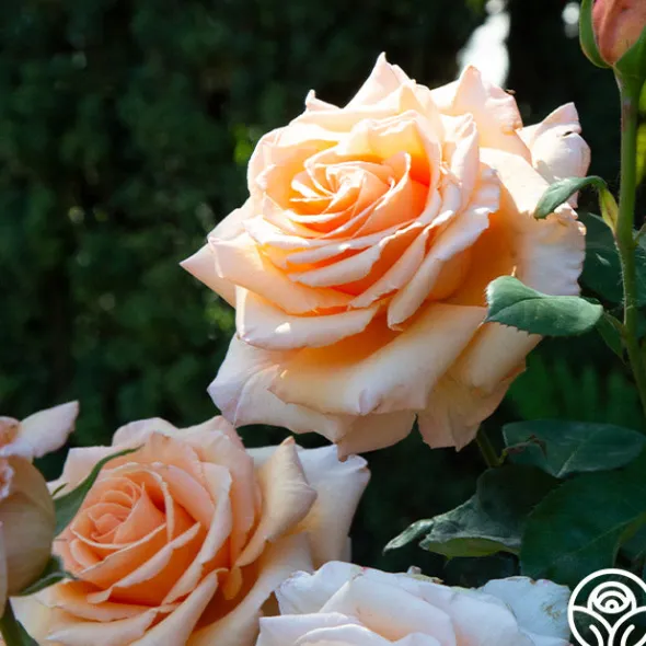 Heirloom Roses Over The Moon™ New