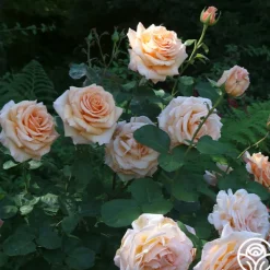 Heirloom Roses Over The Moon™ New
