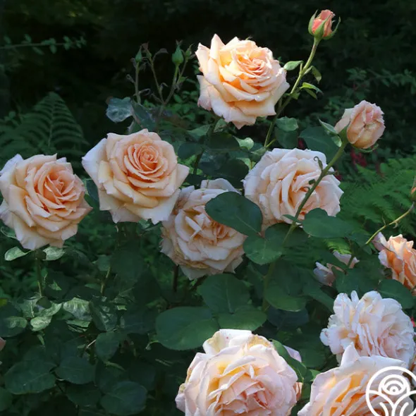 Heirloom Roses Over The Moon™ New