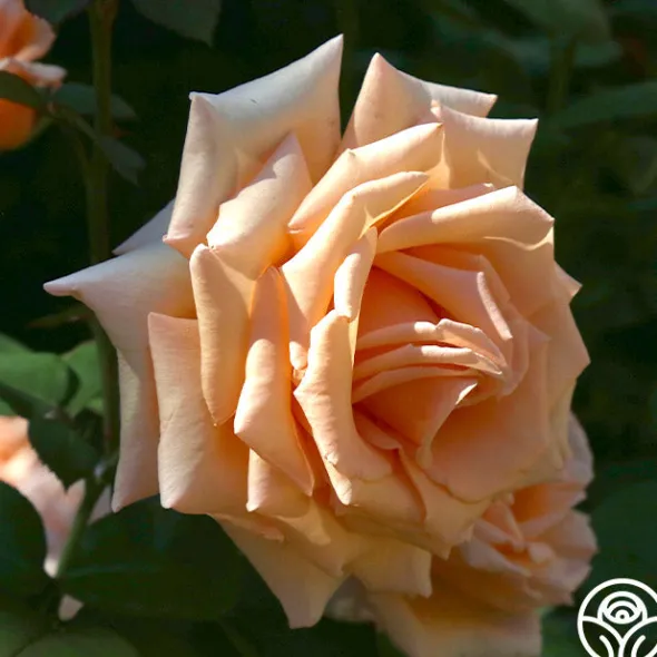 Heirloom Roses Over The Moon™ New