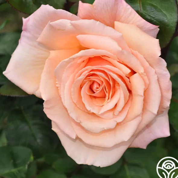 Heirloom Roses Over The Moon™ New