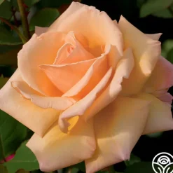 Heirloom Roses Over The Moon™ New