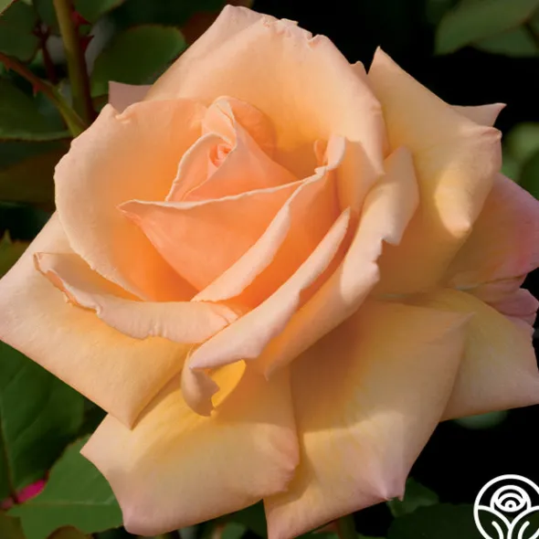 Heirloom Roses Over The Moon™ New