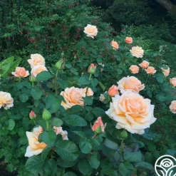 Heirloom Roses Over The Moon™ New