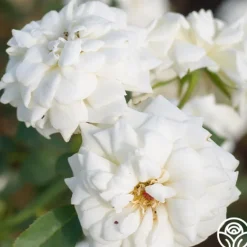 Heirloom Roses Pacesetter New
