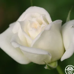 Heirloom Roses Pacesetter New