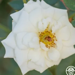 Heirloom Roses Pacesetter New