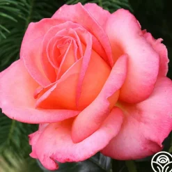 Heirloom Roses Paddy Stephans Clearance