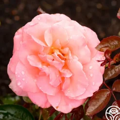 Heirloom Roses Paddy Stephans Clearance