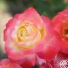 Heirloom Roses Painted Moon Best