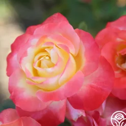 Heirloom Roses Painted Moon Best