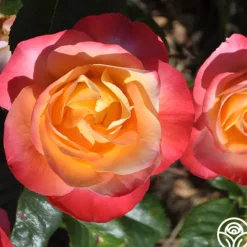 Heirloom Roses Painted Moon Best