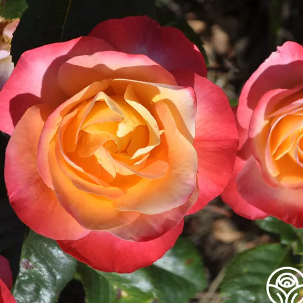 Heirloom Roses Painted Moon Best