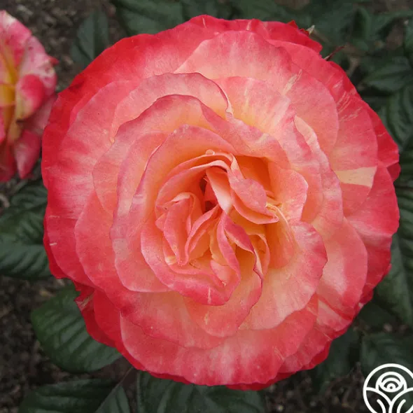 Heirloom Roses Painted Moon Best