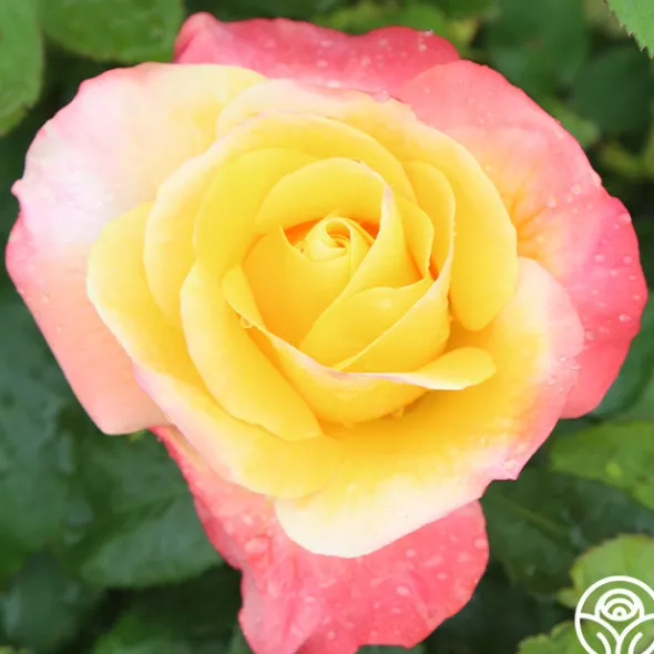 Heirloom Roses Painted Moon Best