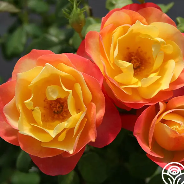 Heirloom Roses Painted Moon Best