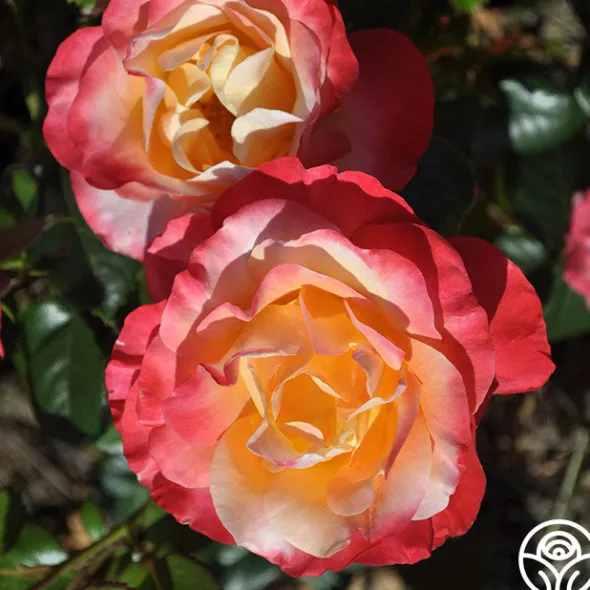 Heirloom Roses Painted Moon Best