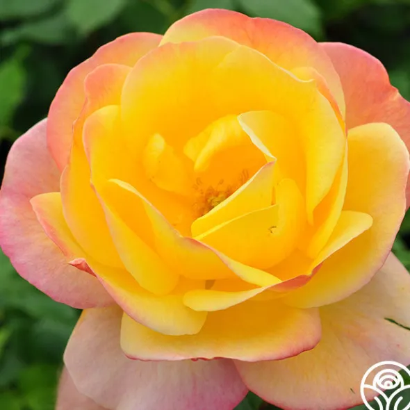 Heirloom Roses Painted Moon Best