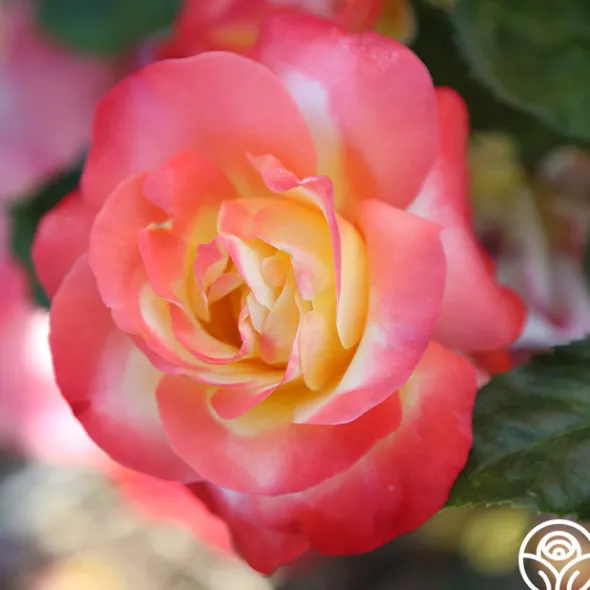 Heirloom Roses Painted Moon Best