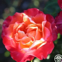 Heirloom Roses Painted Moon Best