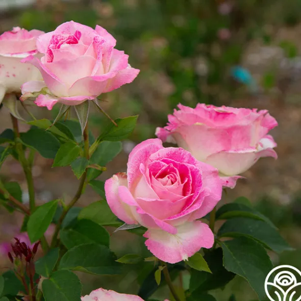 Heirloom Roses Painted Porcelain™ Clearance